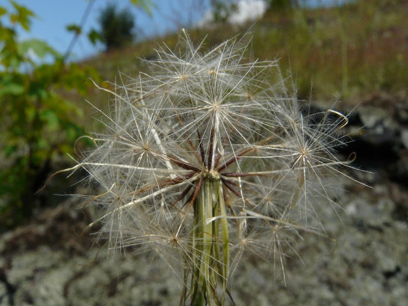 Hypochoeris radicata 3