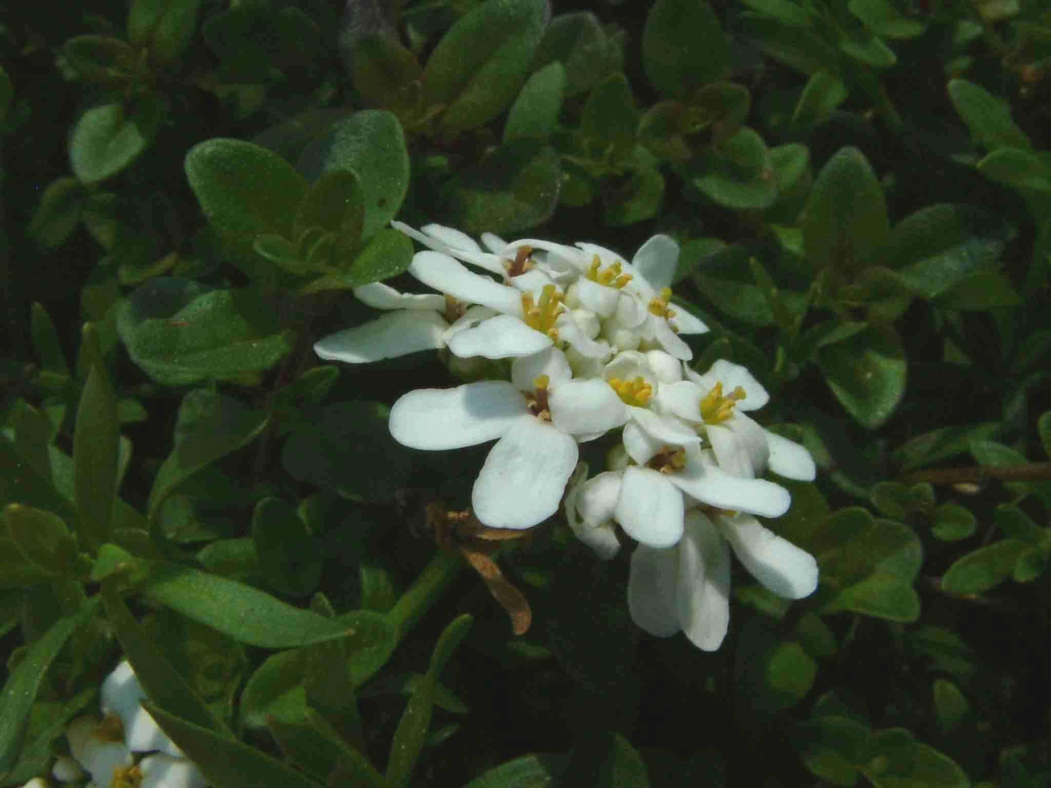 Iberis sempervirens 2