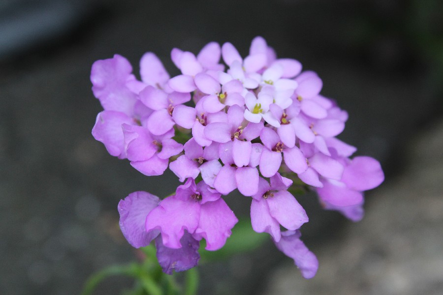 Iberis umbellata 2