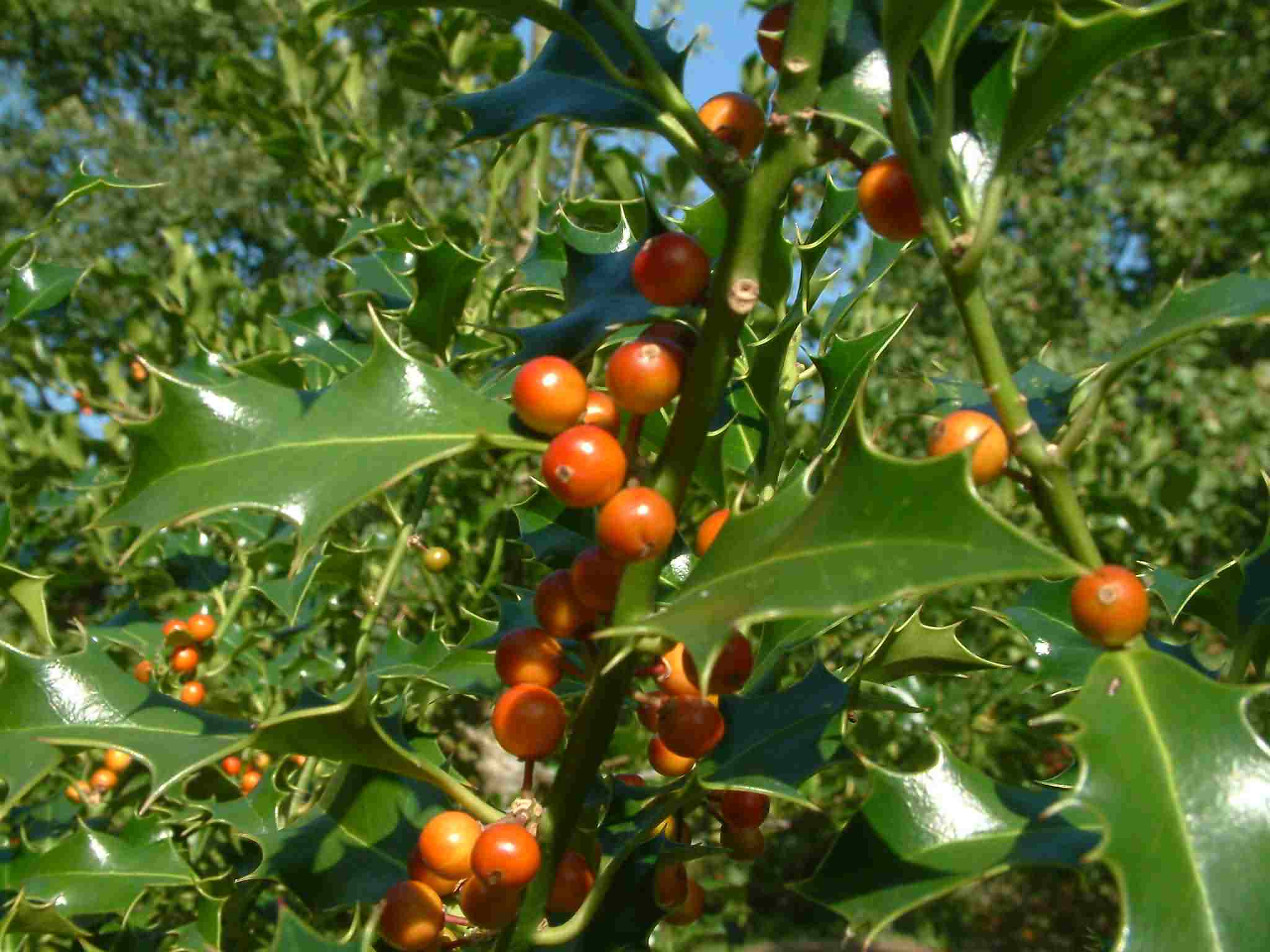 Ilex aquifolium 2