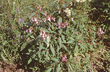 Impatiens glandulifera 1