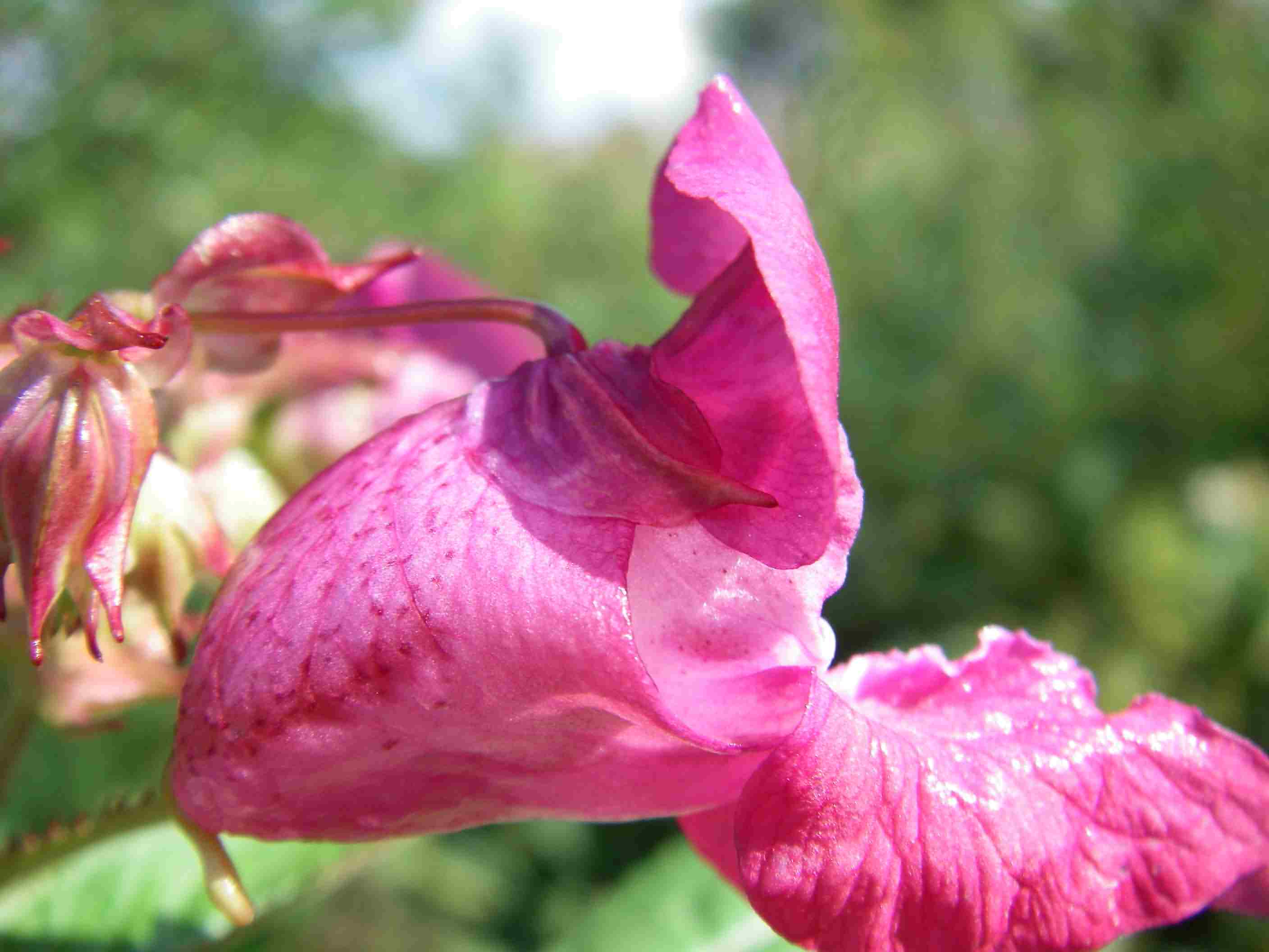 Impatiens glandulifera 3