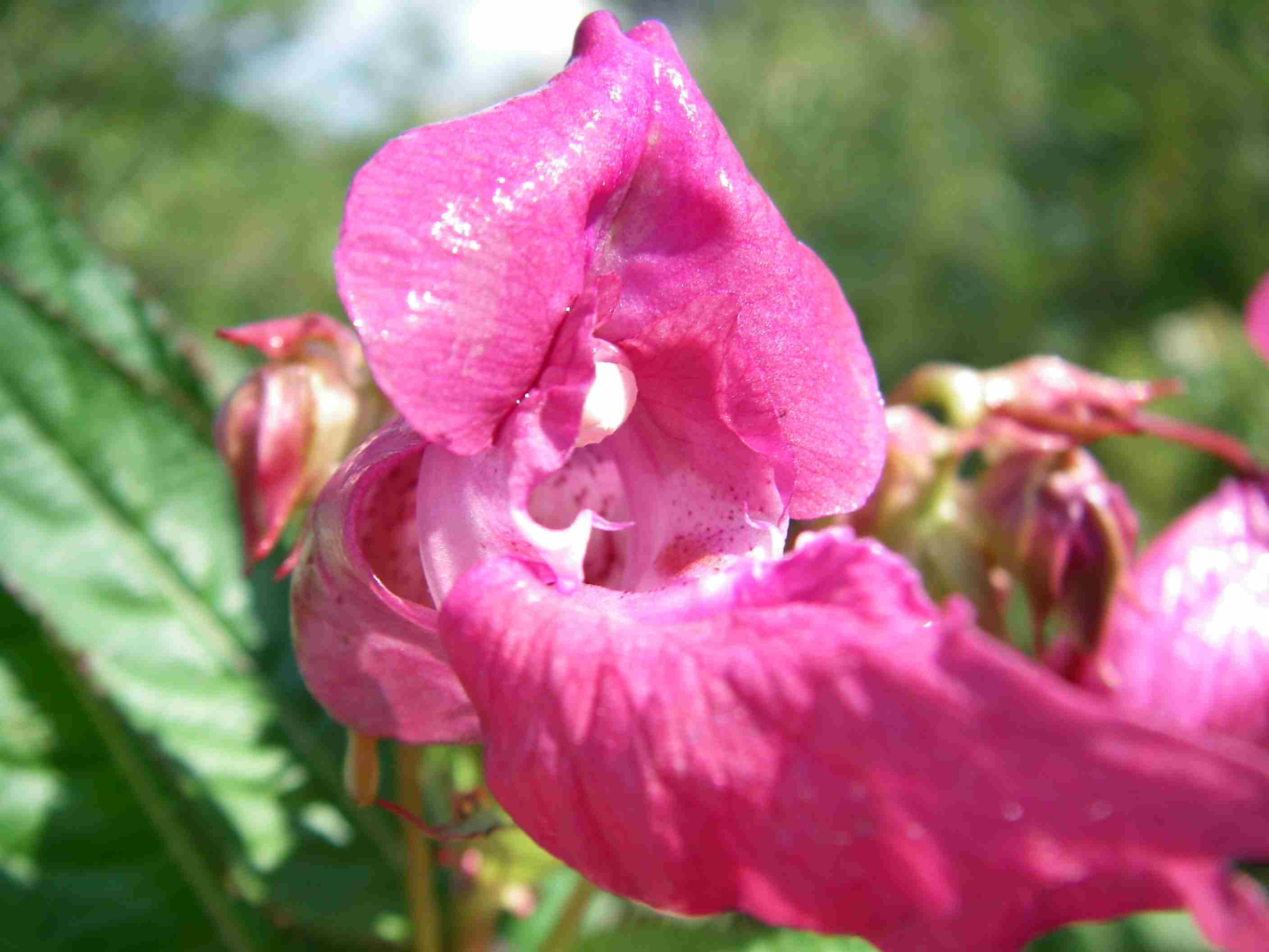 Impatiens glandulifera 2