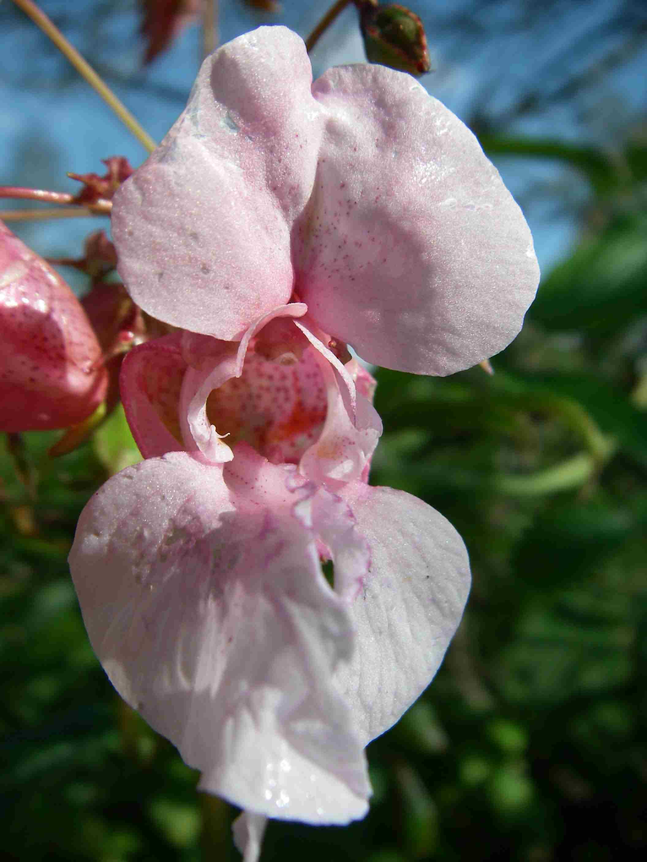 Impatiens glandulifera 4