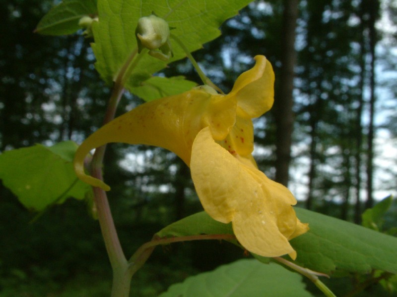 Impatiens noli-tangere 2