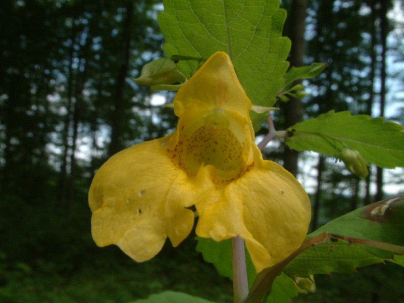 Impatiens noli-tangere 3