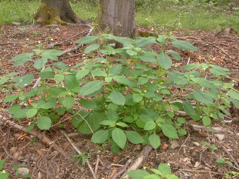 Impatiens parviflora 1