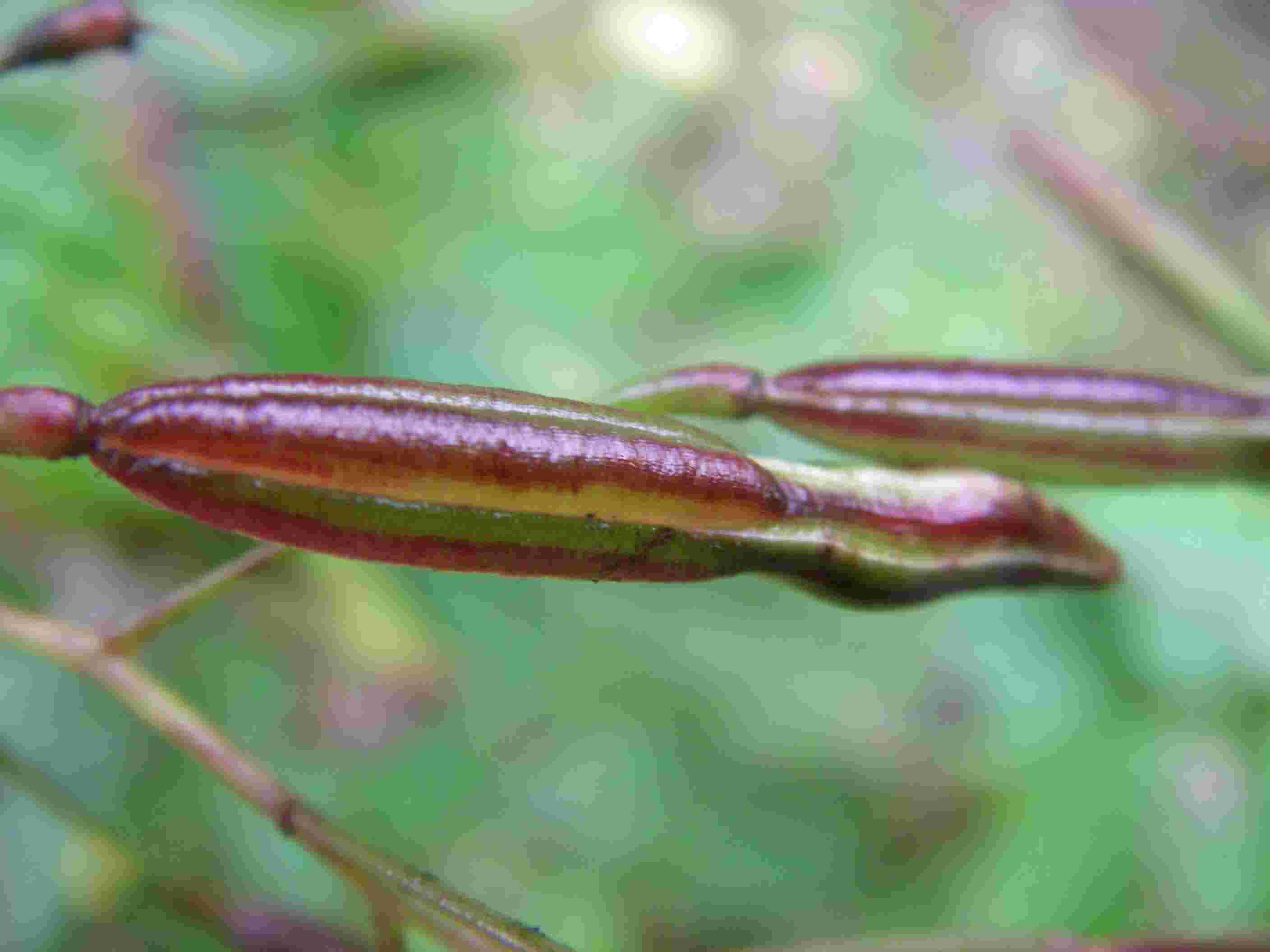 Impatiens parviflora 4