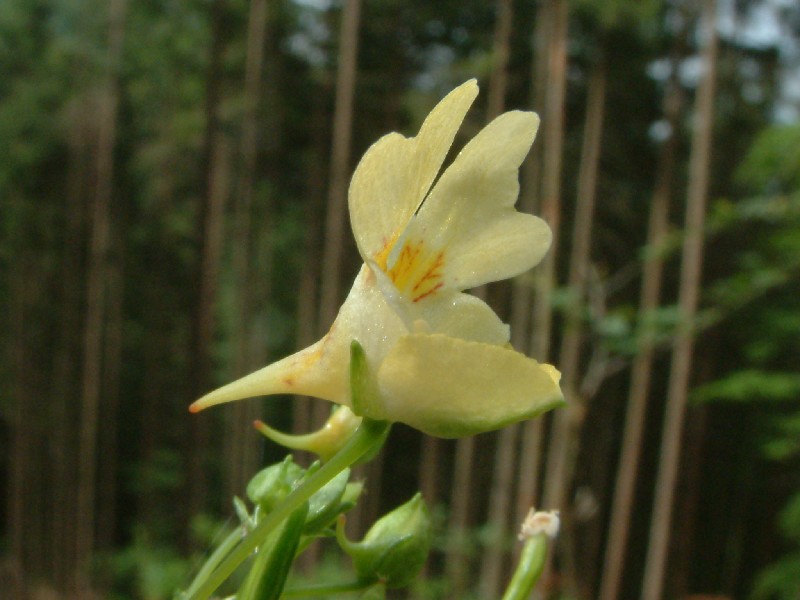 Impatiens parviflora 2