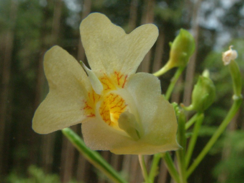 Impatiens parviflora