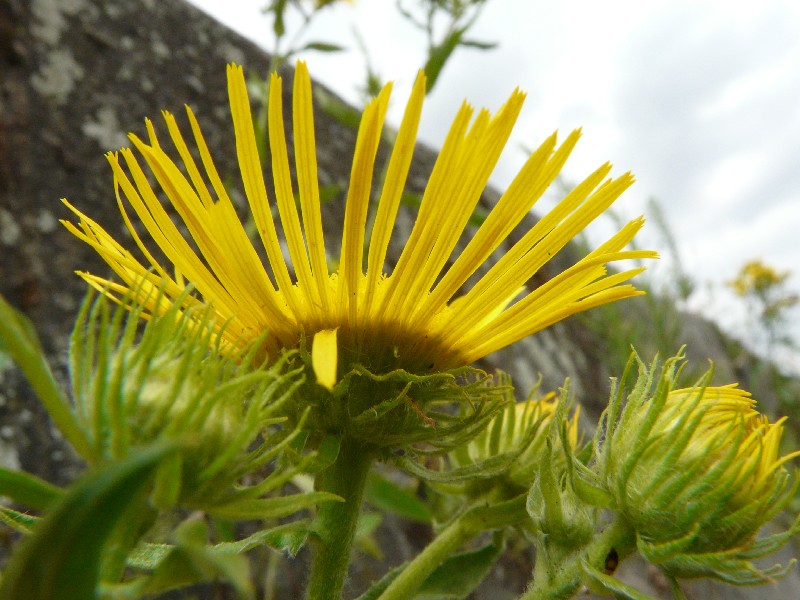 Inula britannica 2