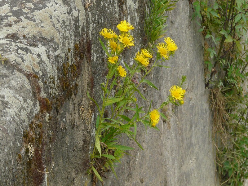 Inula britannica 1