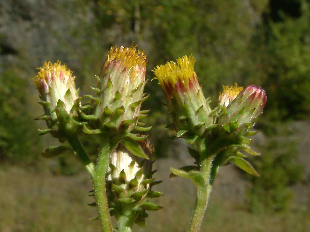 Inula conyza 3