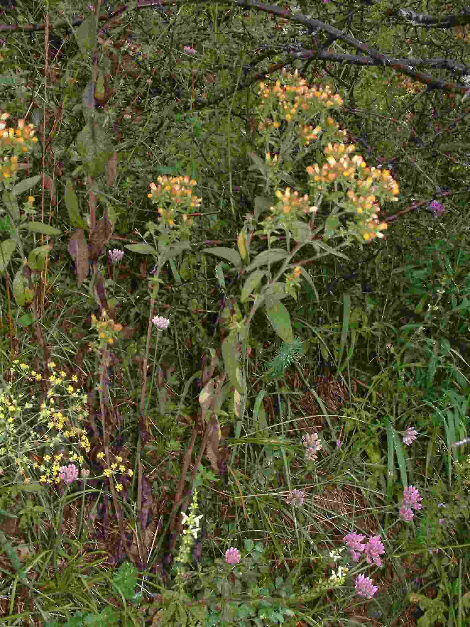 Inula conyza 1