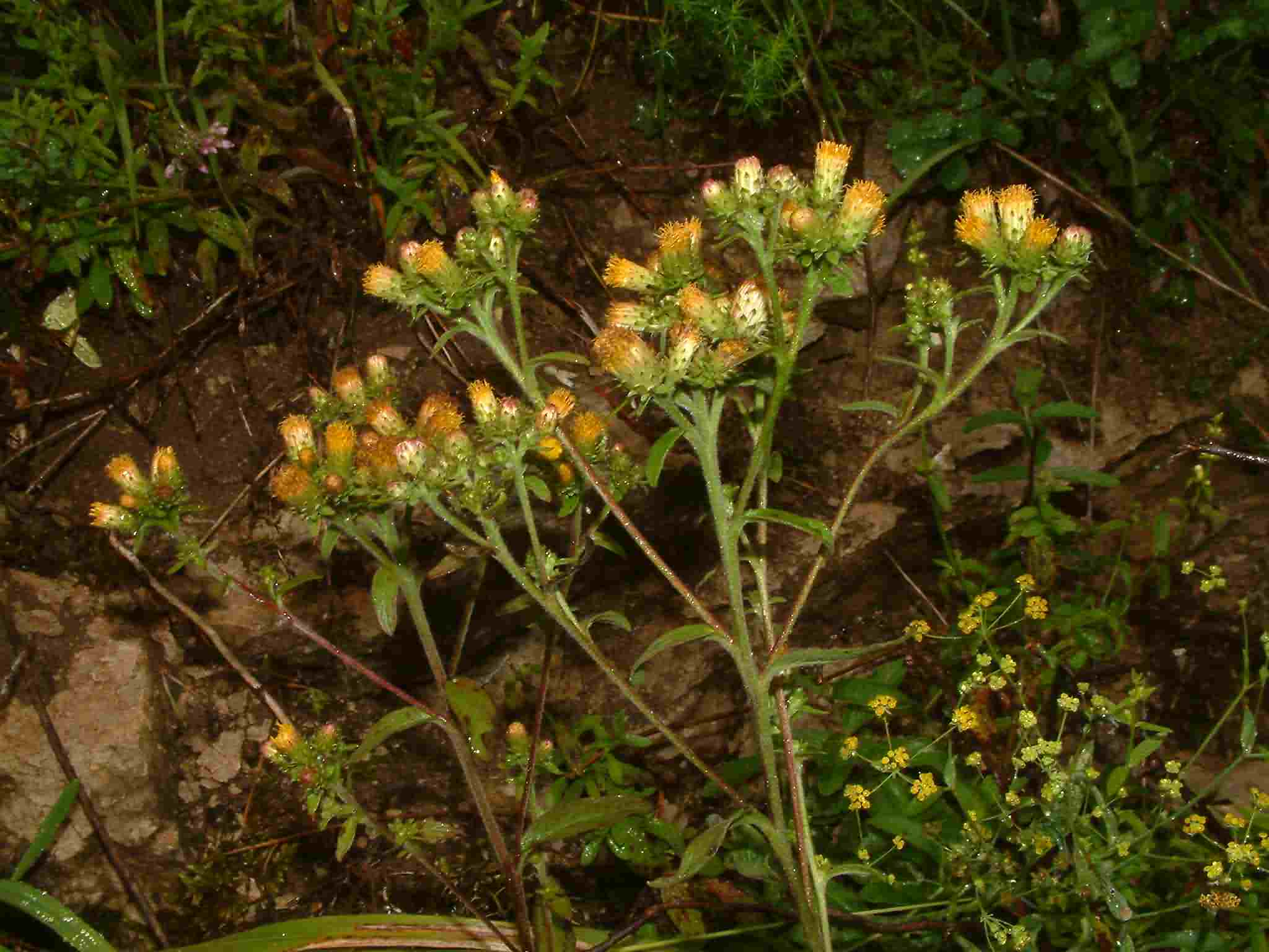 Inula conyza 2