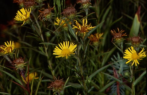 Inula ensifolia 1