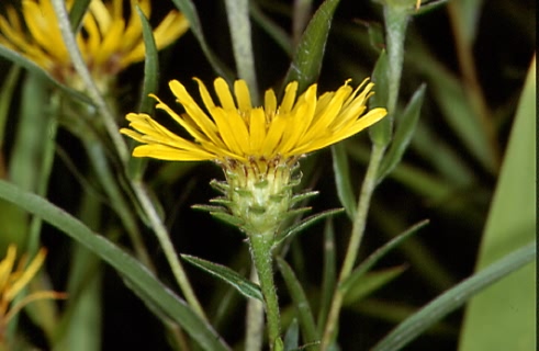 Inula ensifolia 2