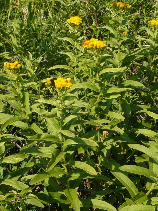 Inula germanica 1