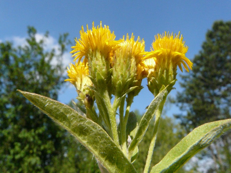 Inula germanica 2