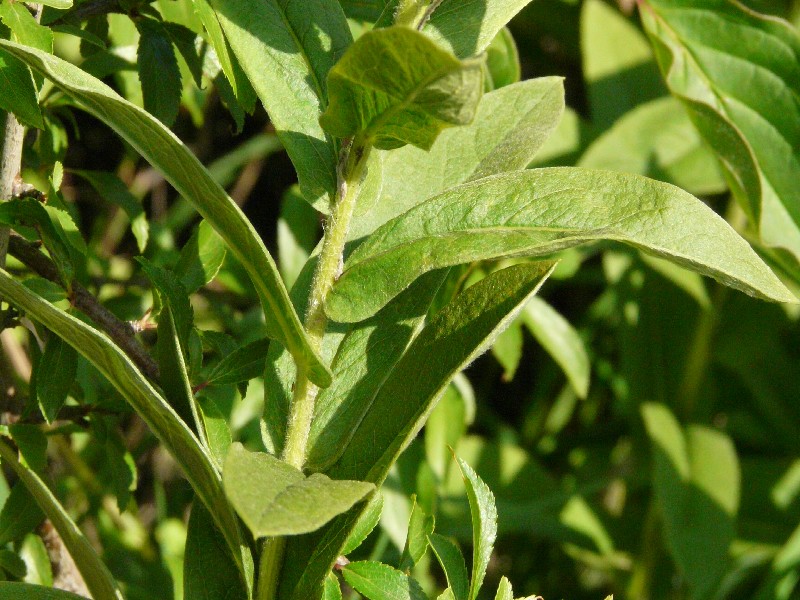 Inula germanica 3