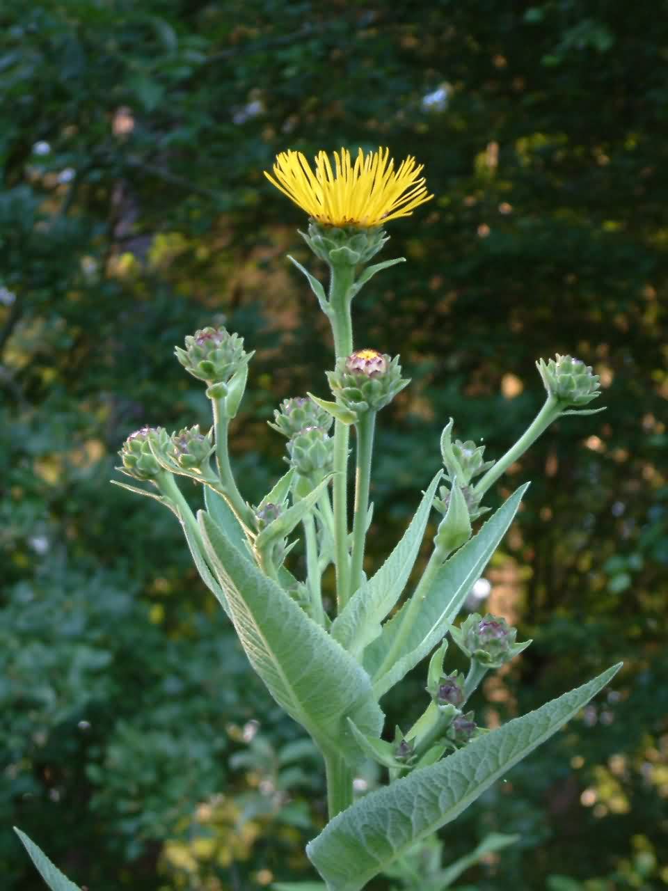 Inula helenium 1