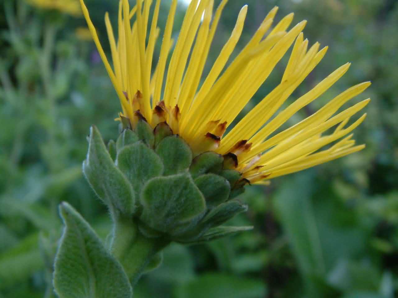 Inula helenium 2