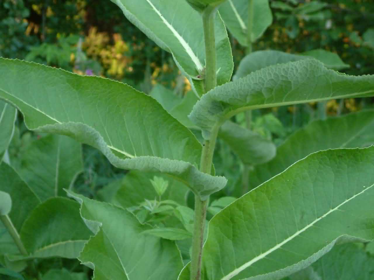 Inula helenium 3