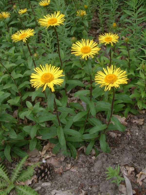 Inula hirta 1