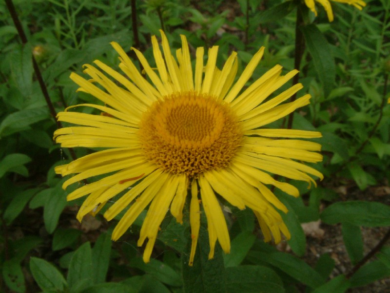 Inula hirta 2