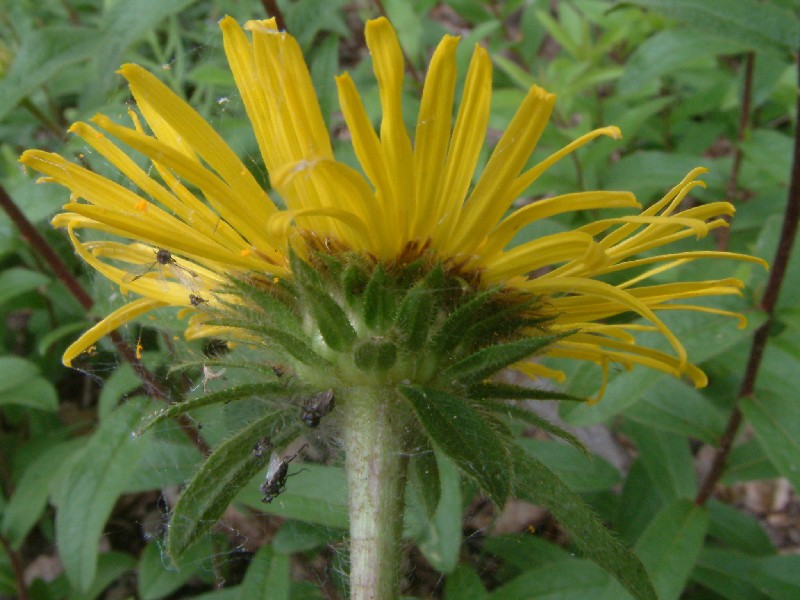 Inula hirta 3