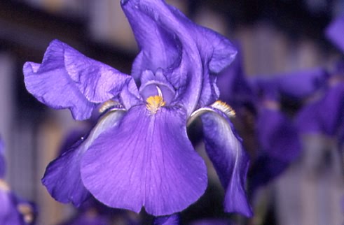 Iris germanica 1