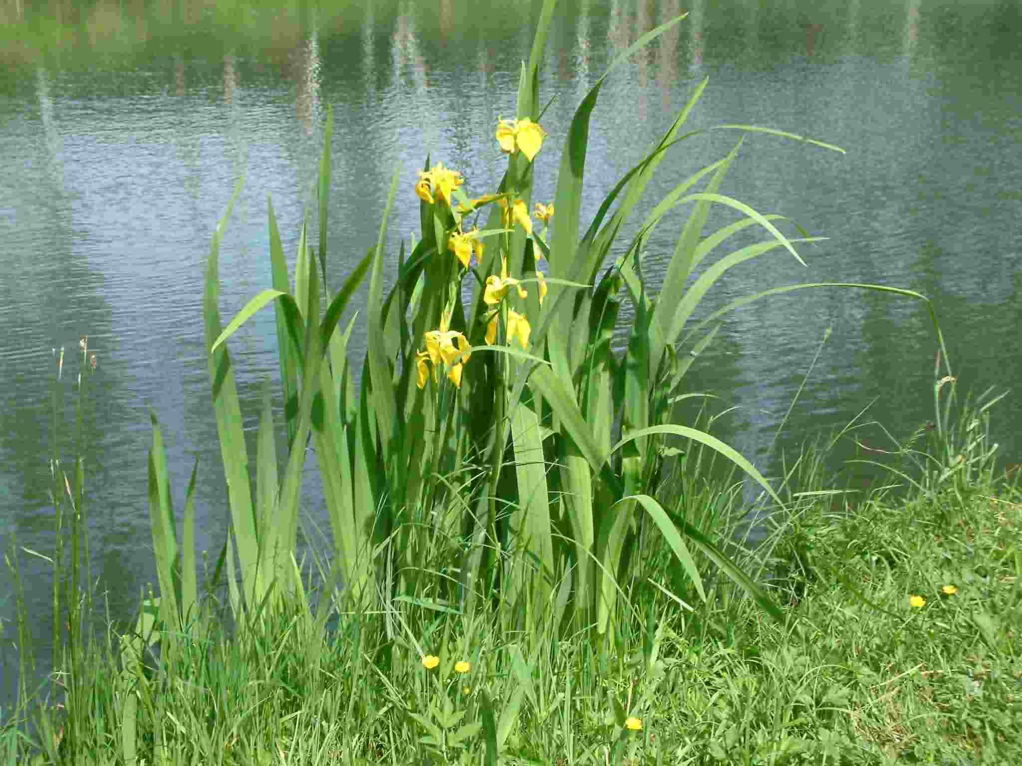 Iris pseudacorus 1