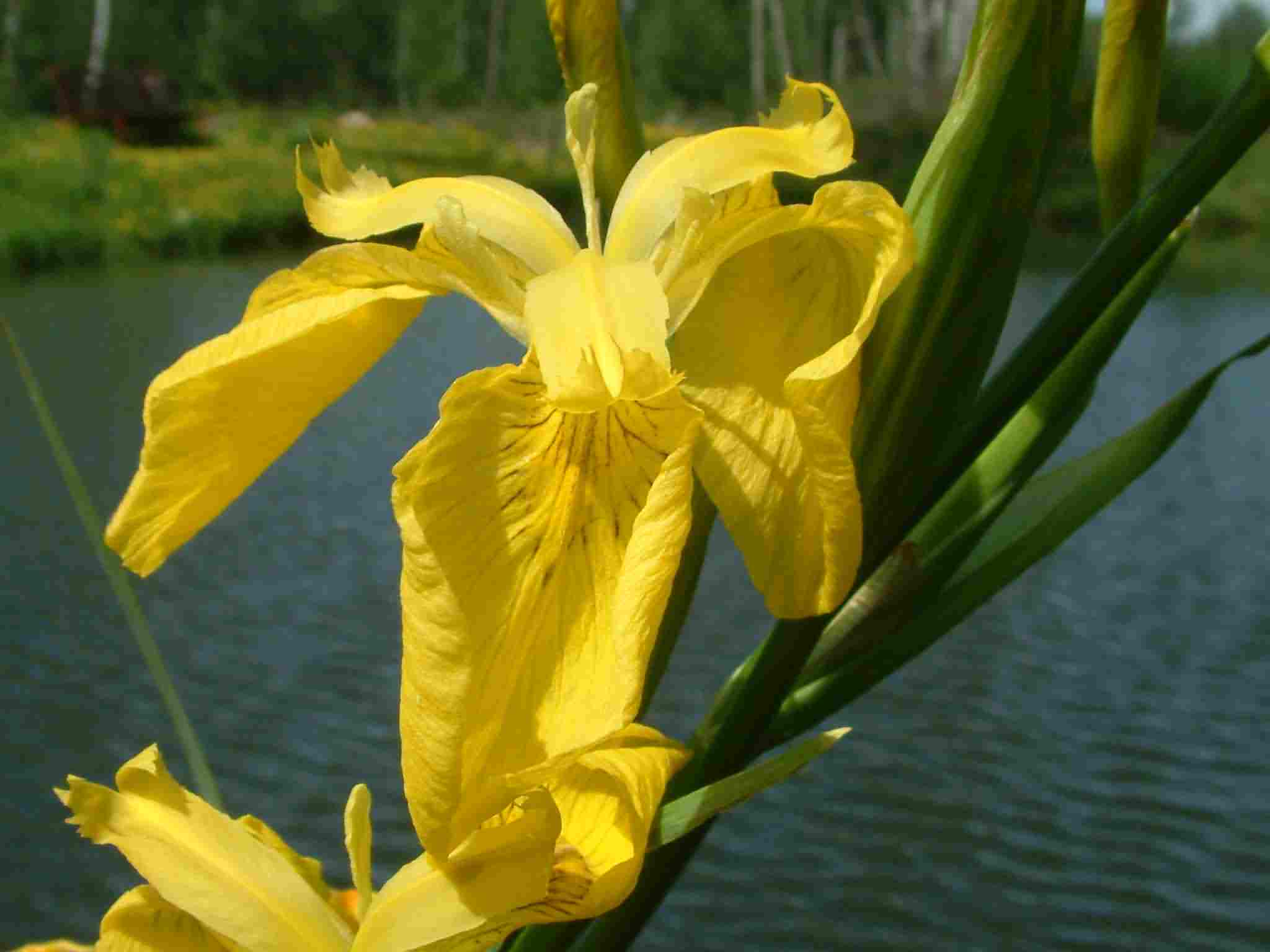 Iris pseudacorus 2