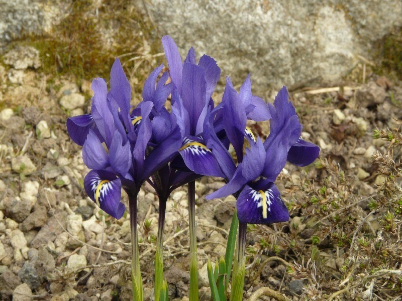 Iris reticulata 1