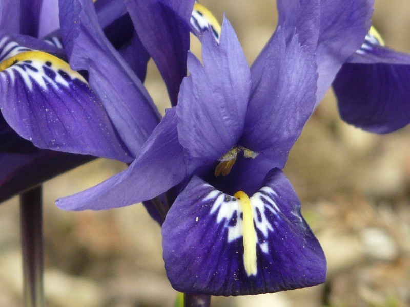 Iris reticulata 2