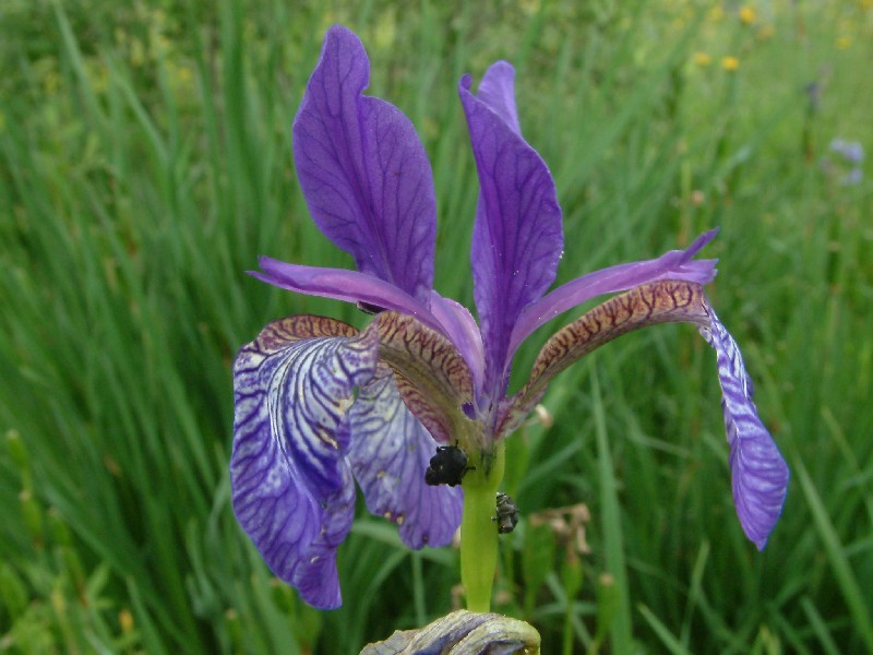 Iris sibirica 1