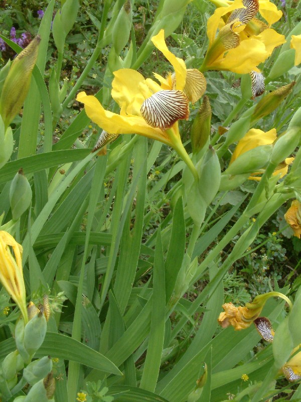 Iris variegata 1