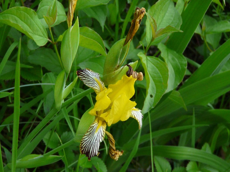 Iris variegata 2