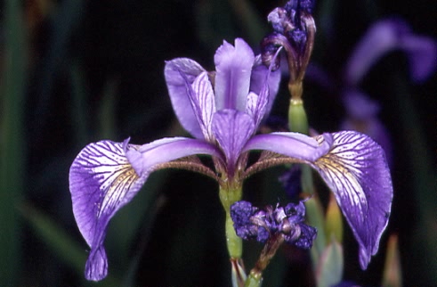 Iris versicolor 1