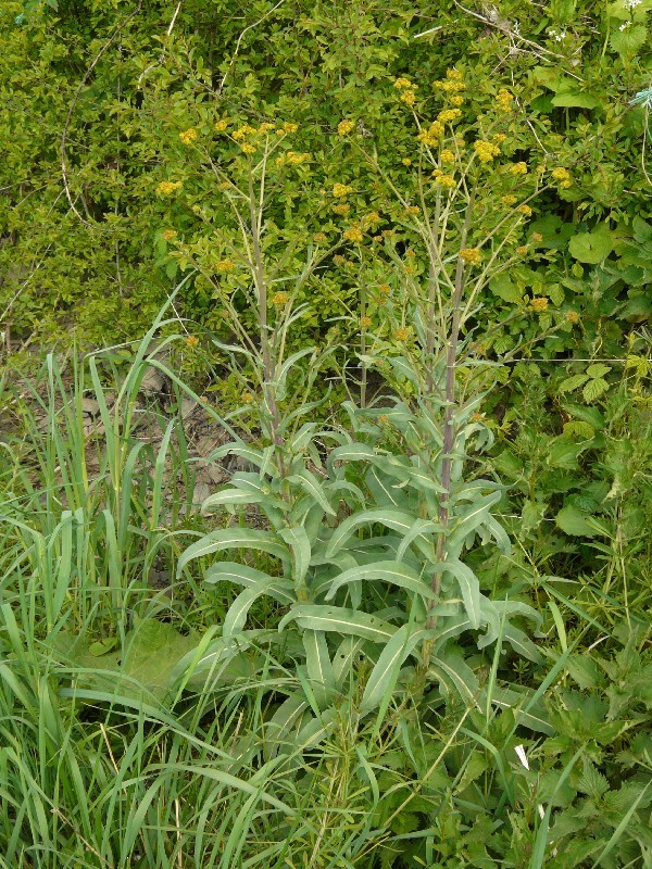 Isatis tinctoria 1