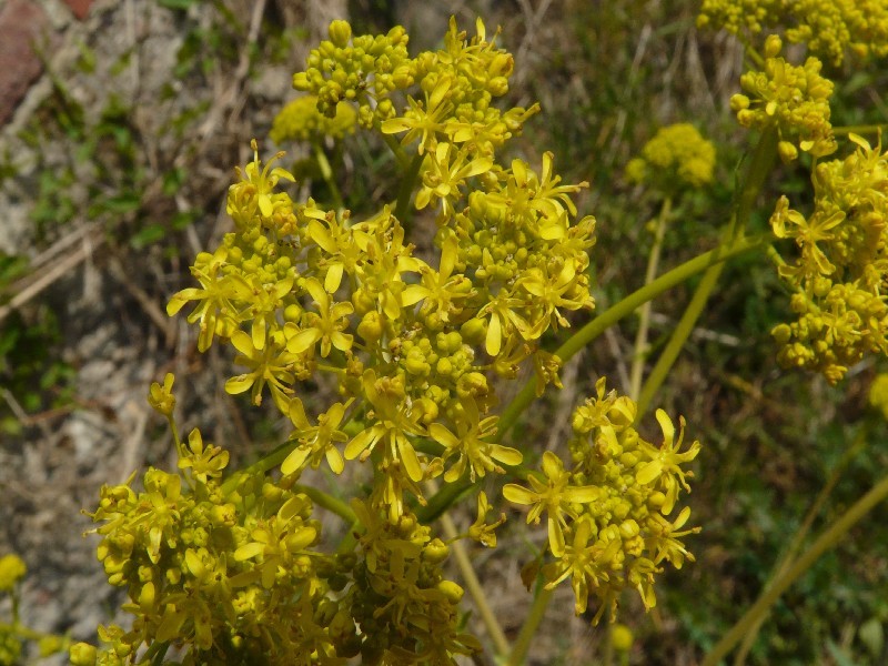 Isatis tinctoria 3