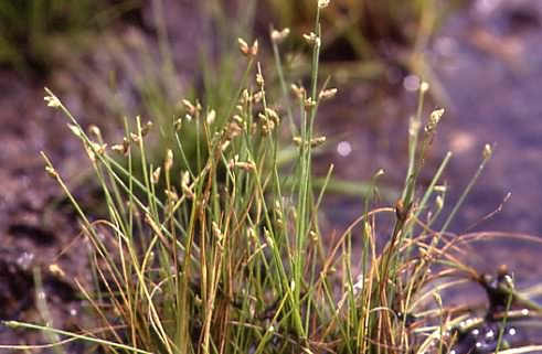 Isolepis setacea 1 Isolepis setacea 1