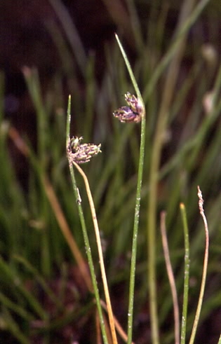 Isolepis setacea 2 Isolepis setacea 2