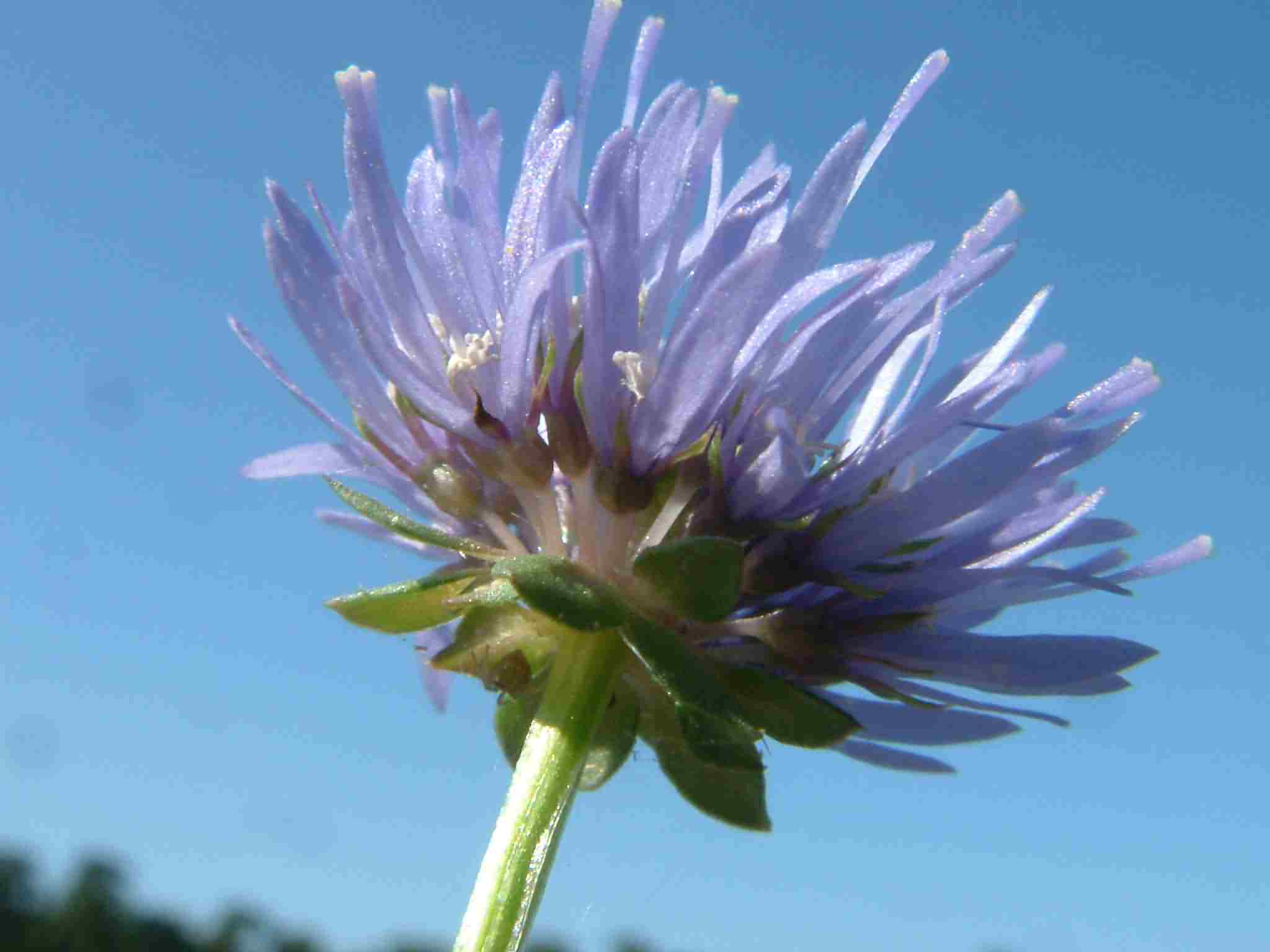 Jasione montana 3