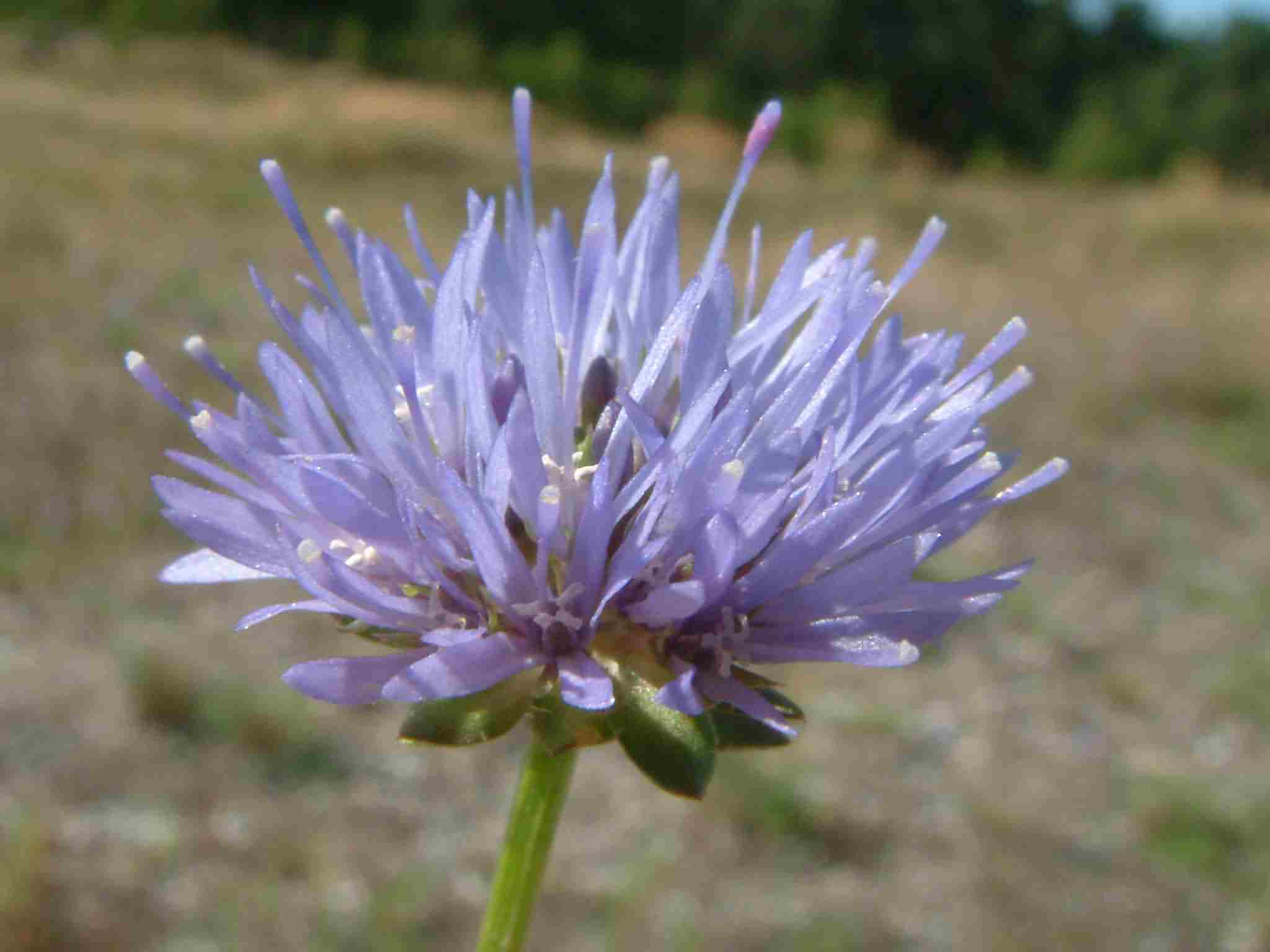 Jasione montana 2