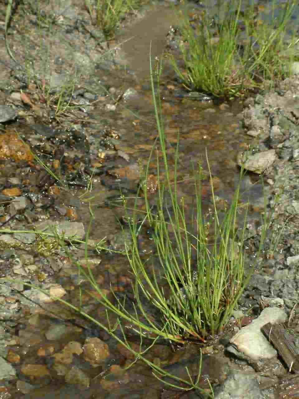 Juncus articulatus 1