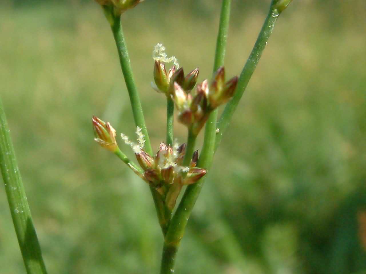 Juncus articulatus 2