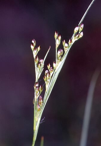 Juncus compressus 2