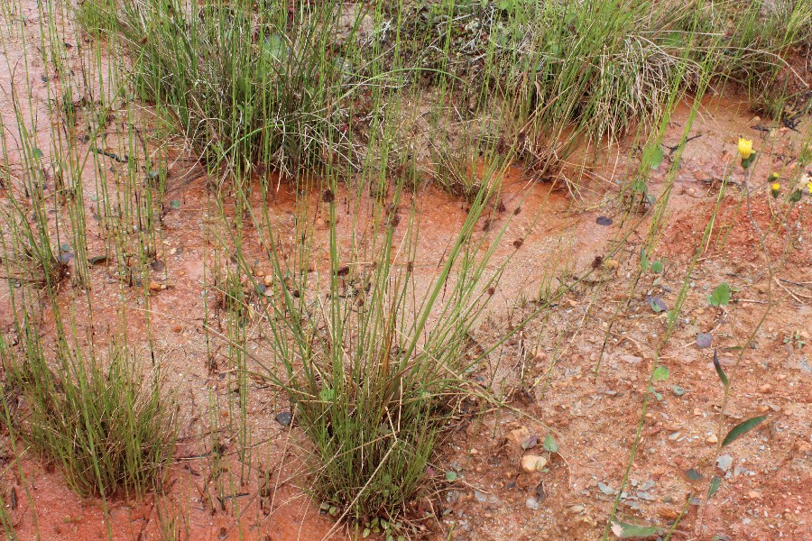 Juncus conglomeratus 1