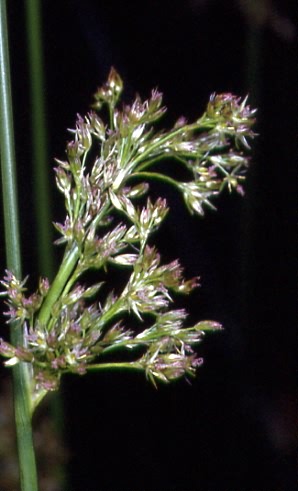 Juncus effusus 2